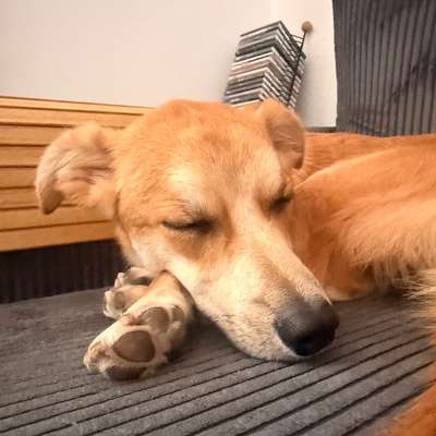 Sitz beibringen-Beitrag-Bild