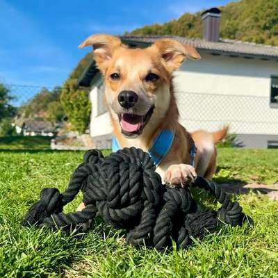 Hundetreffen-Suchen Hundekontakt :)-Bild