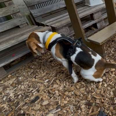 Hundetreffen-Scent Detection Trainingspartner-Bild
