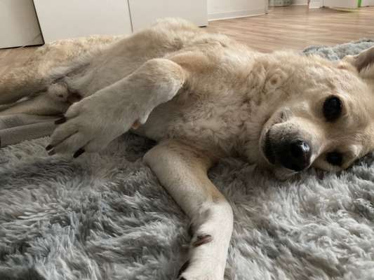Lipome bei älteren Hunden-Beitrag-Bild