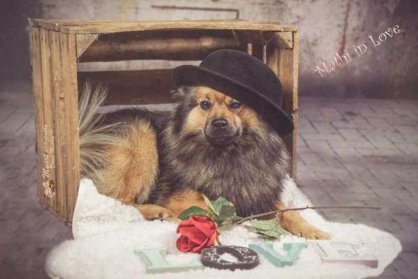 Fotochallenge Nr. 62 Romantische Momente-Beitrag-Bild