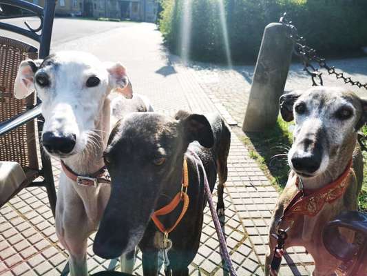 Windhunde - Treffen der besonderen Schönheiten
HERZLICH WILLKOMMEN-Beitrag-Bild