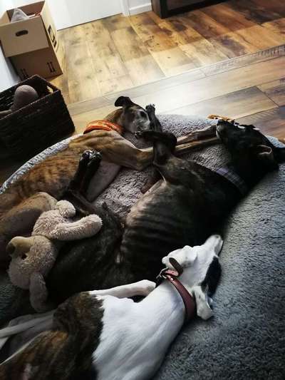 Windhunde - Treffen der besonderen Schönheiten
HERZLICH WILLKOMMEN-Beitrag-Bild