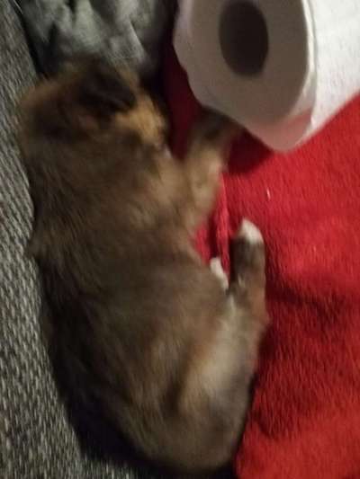 Welpen Bilder !-Beitrag-Bild