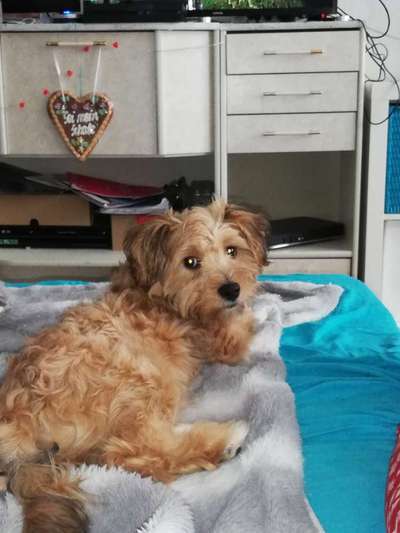 Welpen Bilder !-Beitrag-Bild