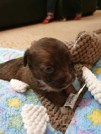 Welpen Bilder !-Beitrag-Bild