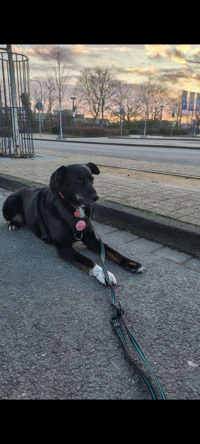 Mischlinge raten - Rätselspaß-Beitrag-Bild