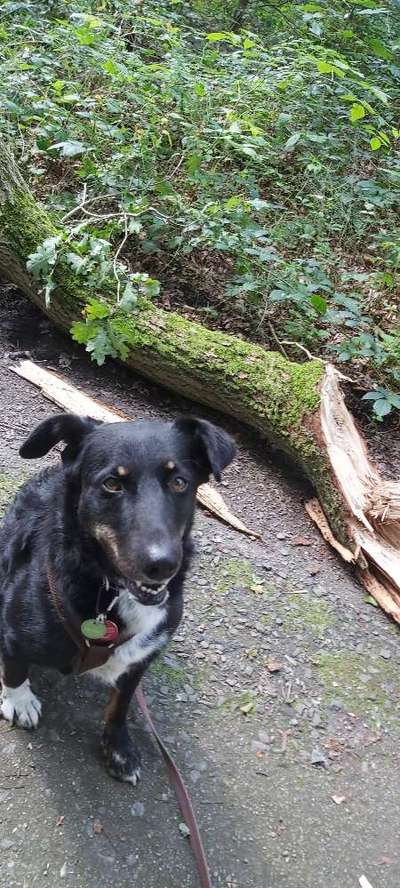 Hundetreffen-Social Walk in Coerde oder Mariendorf oder Rieselfelder-Bild