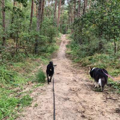 Hundetreffen-Gassitreffen / Social Walk-Bild