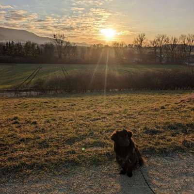 Hundetreffen-Freund gesucht-Bild