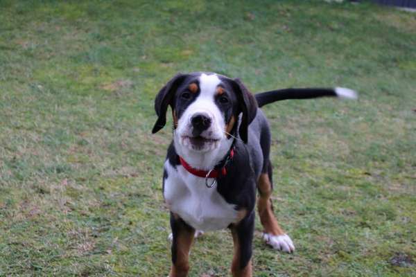 Schweizer Sennenhunde-Beitrag-Bild