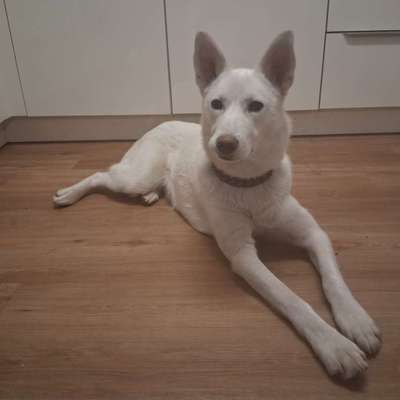 Hundetreffen-Suche Spielkameraden-Bild