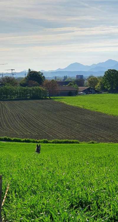 Die wunderschöne Welt mit Hund.-Beitrag-Bild