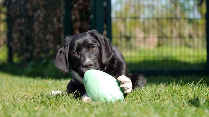 Die Dogorama Kalender Challenge 4/4-Beitrag-Bild