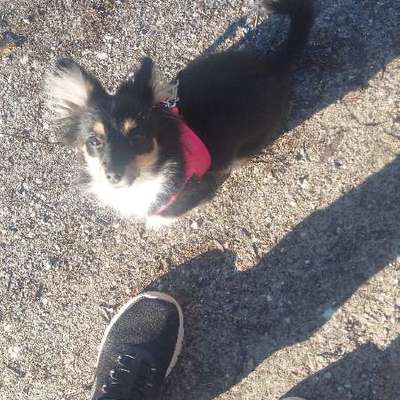 Hundetreffen-Welpen treffen-Bild