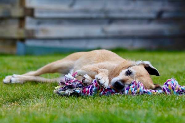 Die Dogorama Kalender Challenge Titelbild-Beitrag-Bild