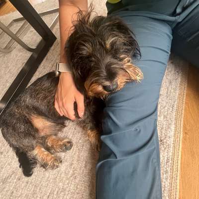 Hundetreffen-Kumpel/Freundin gesucht-Bild