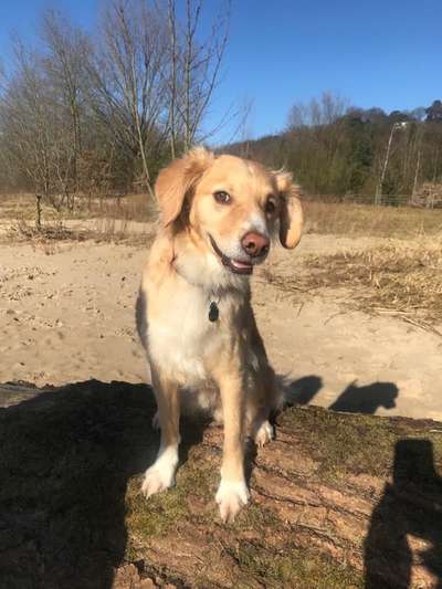 Dogorama Photo Challenge - Der Frühling kommt-Beitrag-Bild