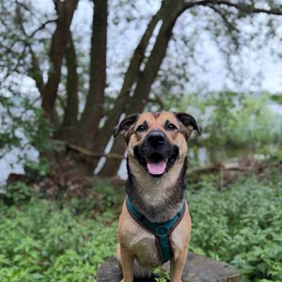 Hundetreffen-Gassirunde / Social Walk & ggf Spielerunden ☺️-Bild