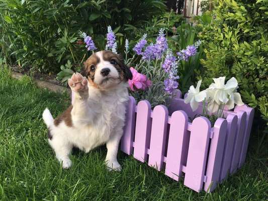 Fotochallange 63: "Dein blühendes Hündchen"-Beitrag-Bild