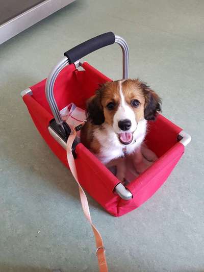 Welpen Bilder !-Beitrag-Bild