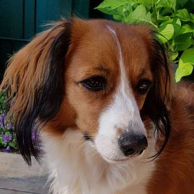 Kooikerhondje-Beitrag-Bild