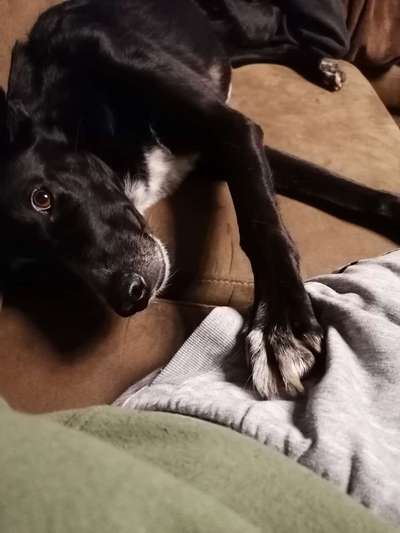 CHALLENGE NR. 19 - Der Hundeblick-Beitrag-Bild