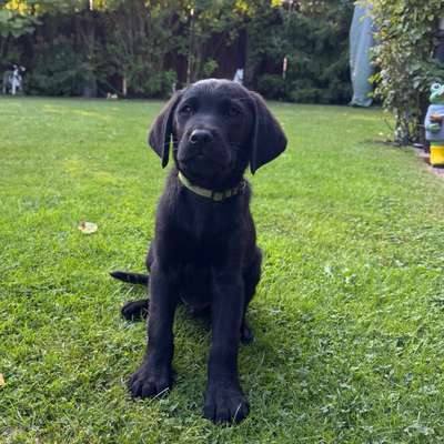 Hundetreffen-Kennenlernen Welpe Simba-Bild