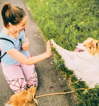 Hundetreffen-Spieltreffen und Gassitreffen-Bild