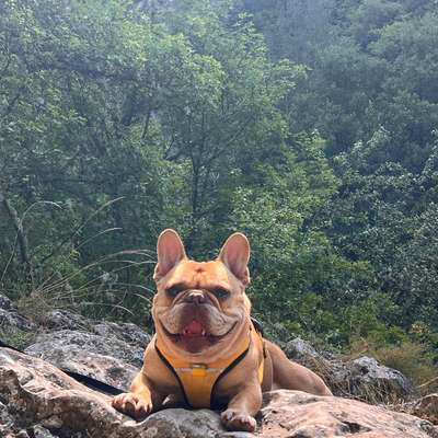 Hundetreffen-Spielpartner gesucht 🐶🐾-Bild