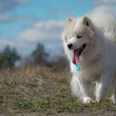 Hundetreffen-Spielrunde Berlin oder Brandenburg-Bild