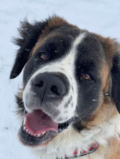 Dogorama Photo Challenge - Hundeblick zum hinschmelzen-Beitrag-Bild