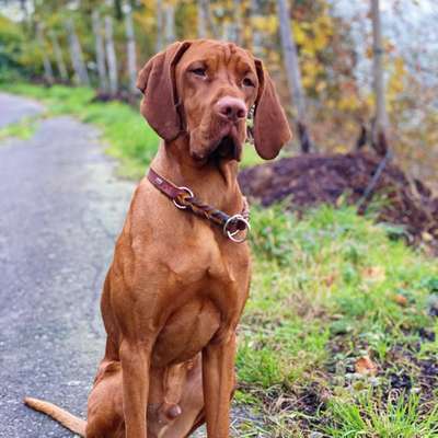 Hundetreffen-Gemeinsame Gassirunden / Spielrunden-Bild