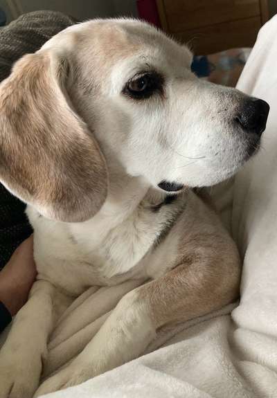 Unsere Fellnasen im Regenbogenland-Beitrag-Bild