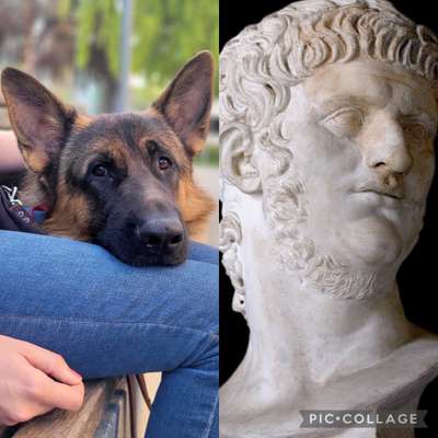 Wie heißt dein Hund?-Beitrag-Bild