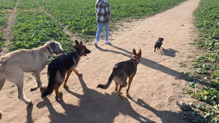 Hundetreffen-Spielrunde Marienfelde für größere Hunde-Bild