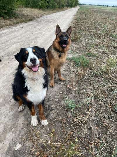 Hundetreffen-Social Walk-Bild