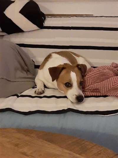 Jack Russel-Beitrag-Bild
