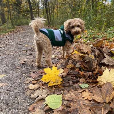 Hundetreffen-Pudeltreff-Bild