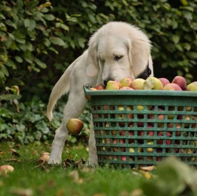 Postet das beste Foto von euren 4 beinern-Beitrag-Bild