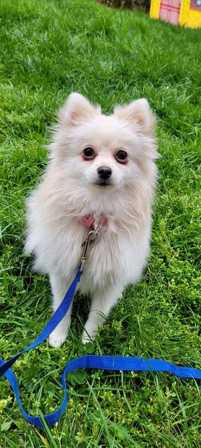 Hunderunde-Beitrag-Bild