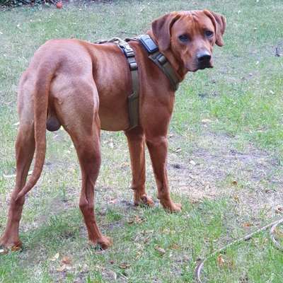 Hundetreffen-Spielkumpel gesucht-Bild