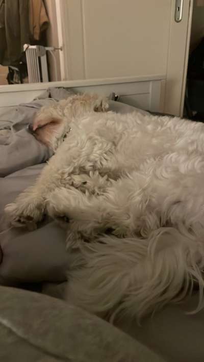 Darf der Hund bei Euch im Bett schlafen?-Beitrag-Bild