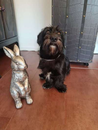 Wo sind die Riesenschnauzer?-Beitrag-Bild