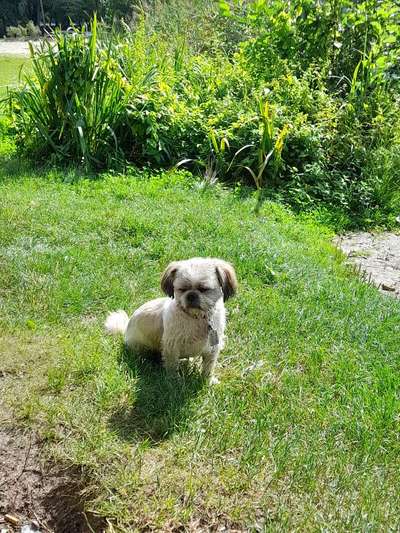 Wie heißt dein Hund?-Beitrag-Bild