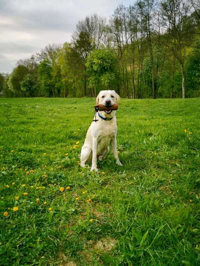 Hundetreffen-Gemeinsames Dummytraining-Bild