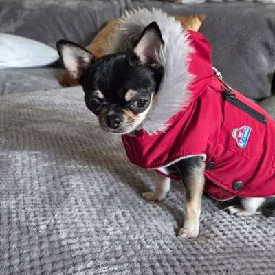 Chihuahua Mädchen frisst nur abends-Beitrag-Bild