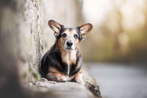 Hundetreffen-Gesellschaft bei Spaziergängen-Bild