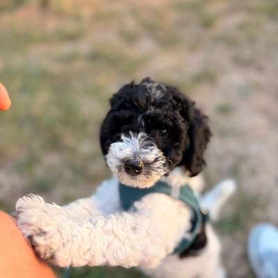 Hundetreffen-Gassi oder spiel Runde