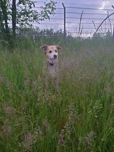 Die Dogorama Monats Challenge "Es grünt und blüht"-Beitrag-Bild